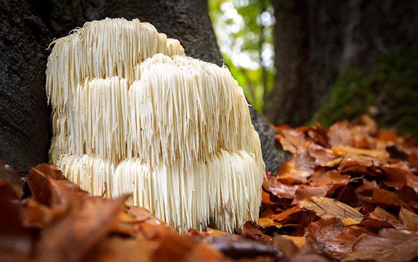 lions mane 