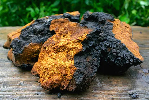 chaga mushroom extract