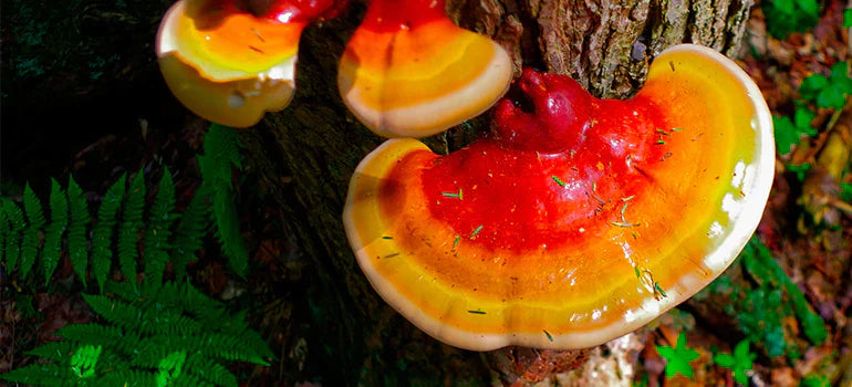 reishi mushroom cures by earth 