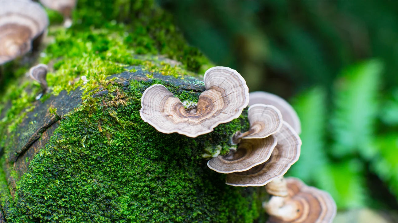 organic turkey tail mushroom cures by earth