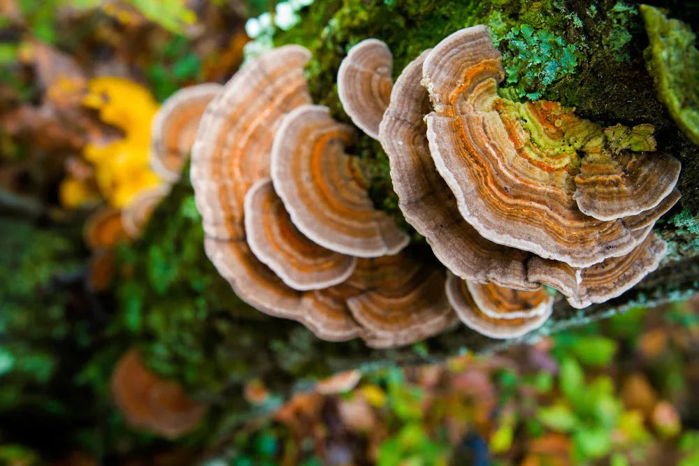 organic turkey tail mushroom cures by earth