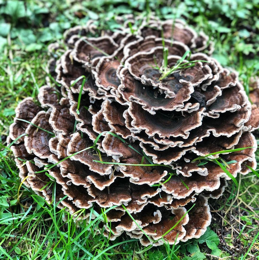 lions mane cures by earth